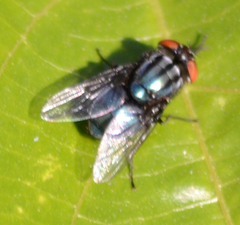 Compsomyiops callipes