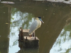Pilherodius pileatus