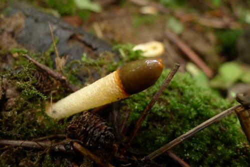 dog stinkhorn