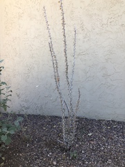 Fouquieria splendens