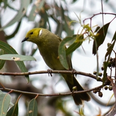 Ptilotula penicillata