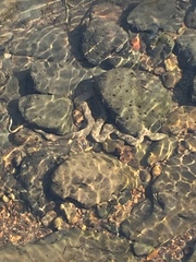 Thamnophis rufipunctatus