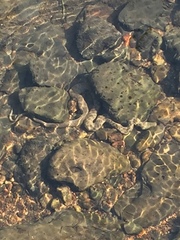 Thamnophis rufipunctatus