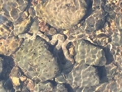 Thamnophis rufipunctatus