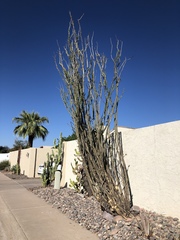 Fouquieria splendens