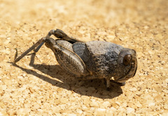 Leprus