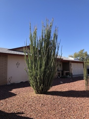 Fouquieria splendens
