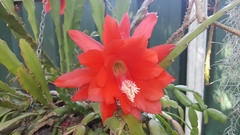 Disocactus