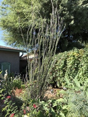 Fouquieria splendens