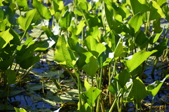 Echinodorus berteroi