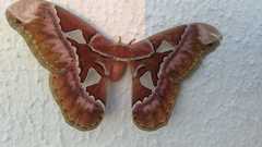 Rothschildia speculifer