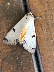 Ophiusa parcemacula