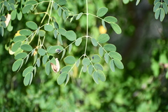 Erythrostemon mexicanus