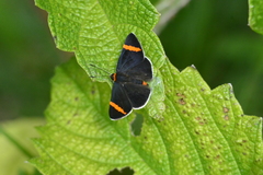 Stichelia bocchoris