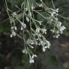 Pseudognaphalium ramosissimum