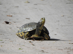 Trachemys venusta iversoni