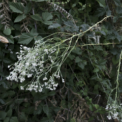 Pseudognaphalium ramosissimum