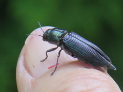 Prospheres aurantiopicta