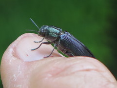 Prospheres aurantiopicta