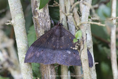 Ischyja inferna
