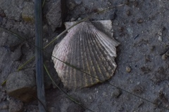 Argopecten ventricosus