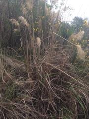 Miscanthus nepalensis