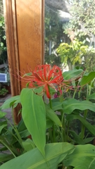 Lycoris radiata