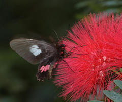 Parides neophilus