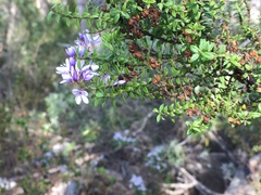 Veronica formosa