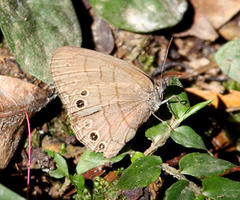 Hermeuptychia canthe