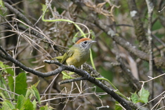 Hylophilus poicilotis