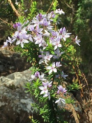 Veronica formosa