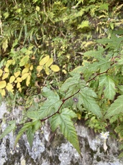 Rubus palmatus