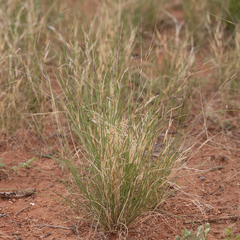Aristida contorta