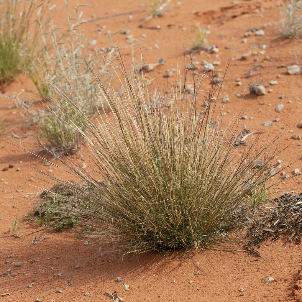 Erect Kerosene Grass