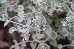 Chenopodium curvispicatum
