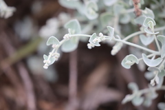 Chenopodium curvispicatum