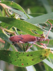 Strongylurus cretifer