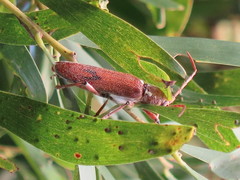Strongylurus cretifer