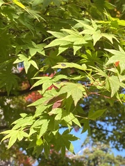 Acer palmatum