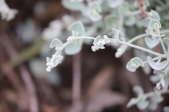 Chenopodium curvispicatum