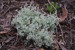 Chenopodium curvispicatum