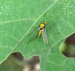 Condylostylus comatus