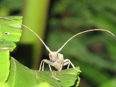 Acalolepta aesthetica