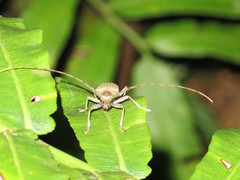 Acalolepta aesthetica