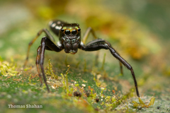 Tylogonus