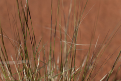 Aristida holathera