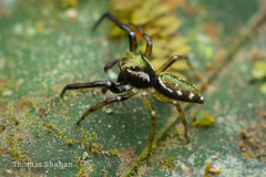 Tylogonus