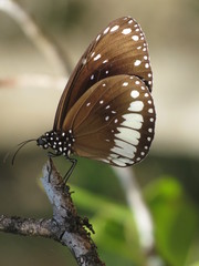 Euploea eichhorni