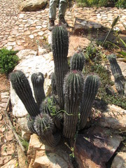 Euphorbia horrida